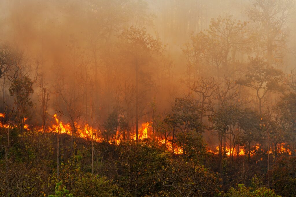 How Are Wildfire Causes Determined