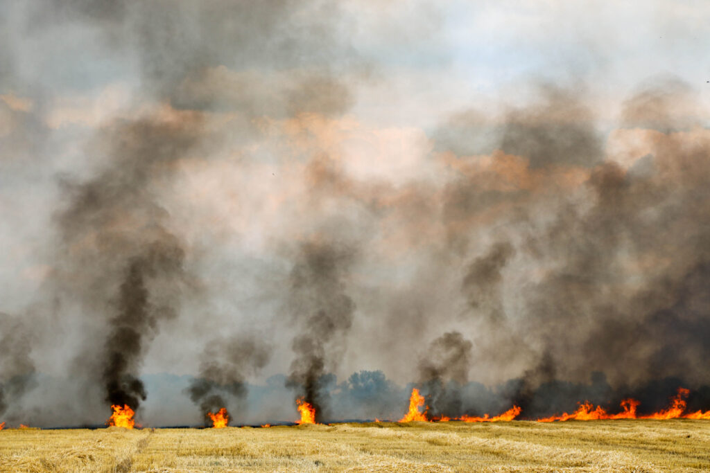Wildfire