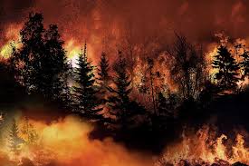 Learn about the types of compensation available in California wildfire cases, from property to emotional losses.