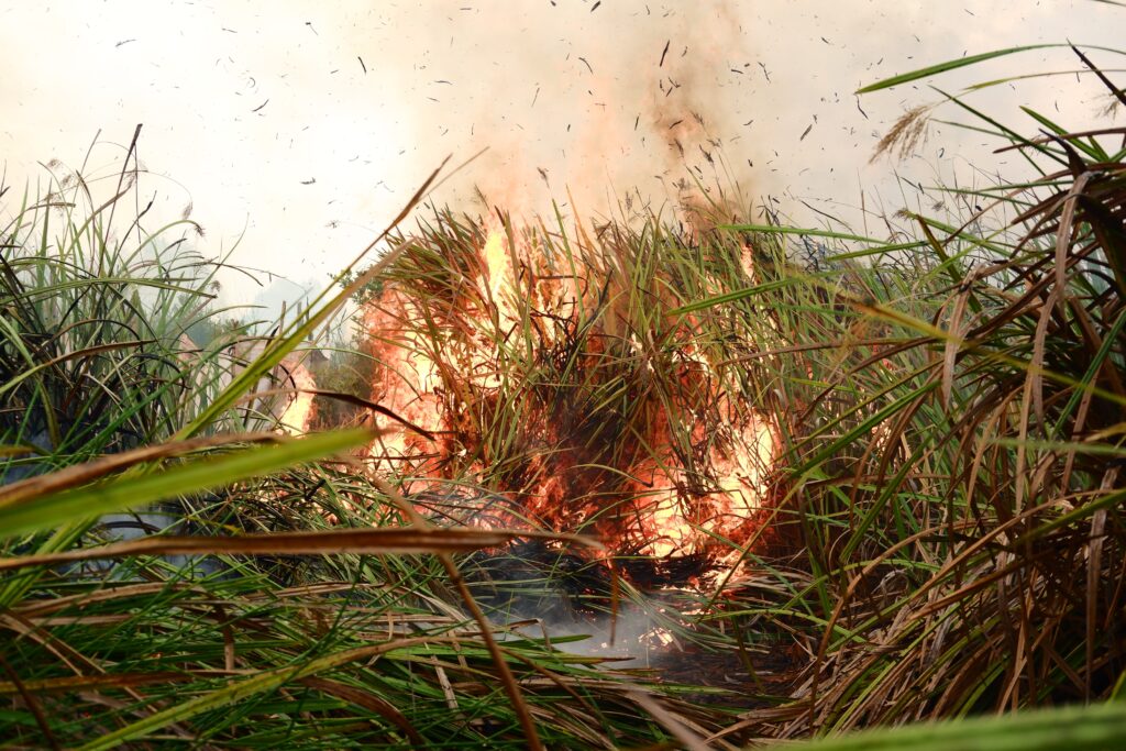 Integrating cultural burning
