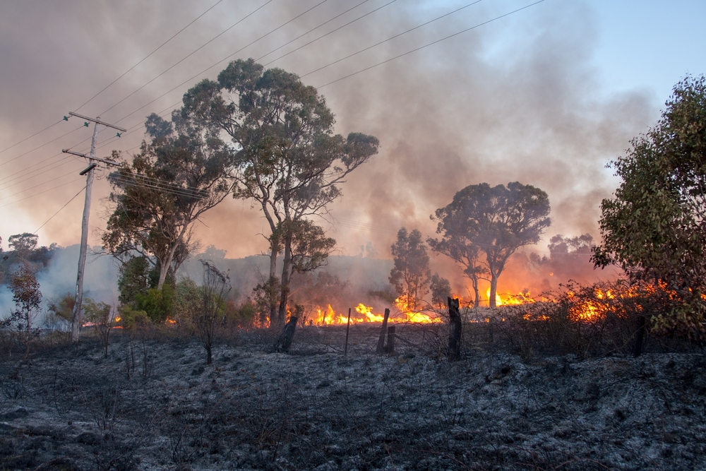What are the Common Causes of Property Damage in Wildfires