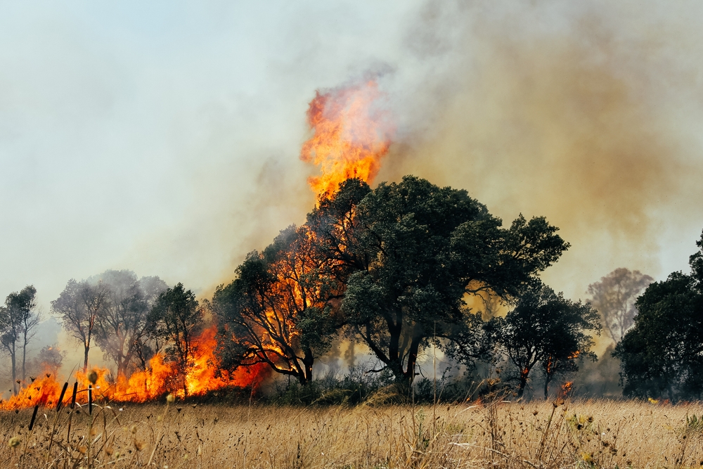Image of frayed power lines and dry brush near homes, illustrating clear warning signs of wildfire negligence.