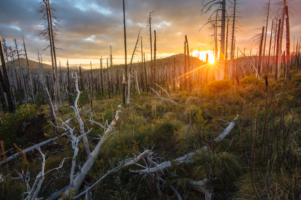 Image of a gavel, burned landscape, and legal documents representing California’s wildfire recovery legal process.